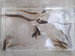 焼酎ボトル罠で採集したドジョウ＆カワニナ