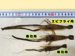 テナガエビで料理 1