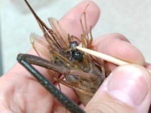 テナガエビの泥袋取り 2