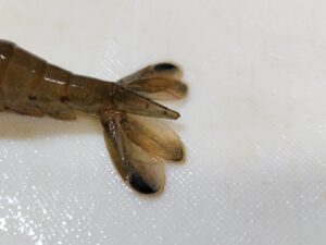 テナガエビの尻尾切り 1