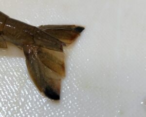 テナガエビの尻尾切り 3