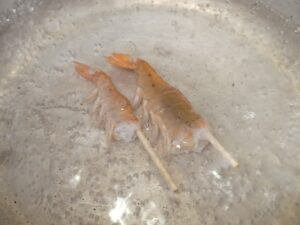 多摩川産テナガエビの海老アボカド寿司作り 2