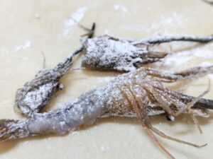 多摩川産テナガエビの有頭エビフライ作り 3