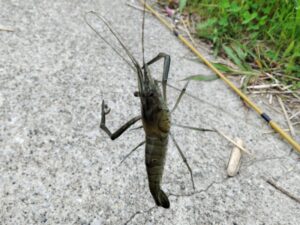 多摩川で釣ったテナガエビ 1