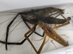多摩川で釣ったテナガエビ 2