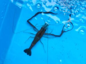 多摩川で釣ったテナガエビ 3