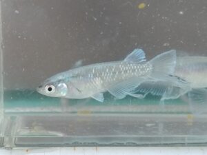 ヒレ進化系のメダカ