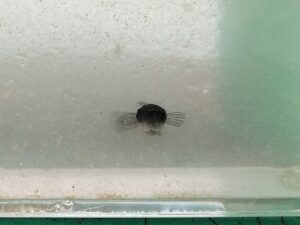 黒系のメダカ