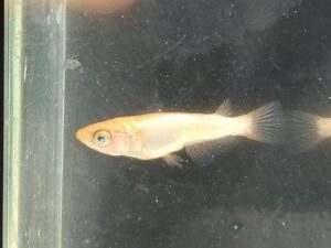 ミラージュオレンジメダカ