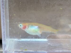 頬透明鱗メダカ