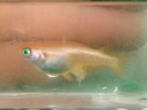 ミラージュオレンジメダカのメス
