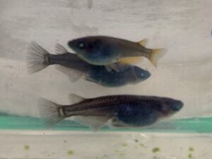 黒天幻龍系のメダカ