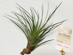 ダイソーのエアプランツ(300円のメラノクラテル)