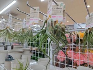 ダイソーのエアプランツ売り場