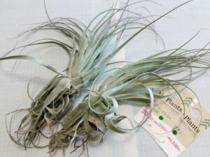 ダイソーのガルドネリ（2026/3）