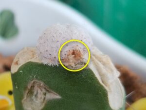 サボテンの接ぎ木に初挑戦 13