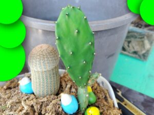 サボテンの接ぎ木に初挑戦 1