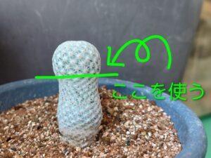 サボテンの接ぎ木に初挑戦 2