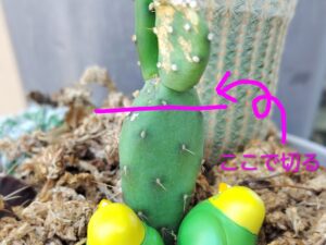 サボテンの接ぎ木に初挑戦 3