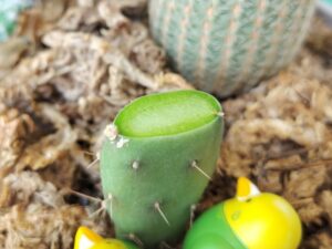 サボテンの接ぎ木に初挑戦 5