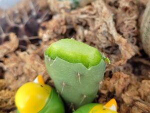 サボテンの接ぎ木に初挑戦 6