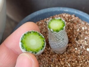 サボテンの接ぎ木に初挑戦 7