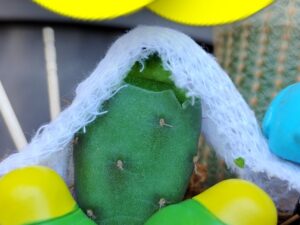 サボテンの接ぎ木に初挑戦 11