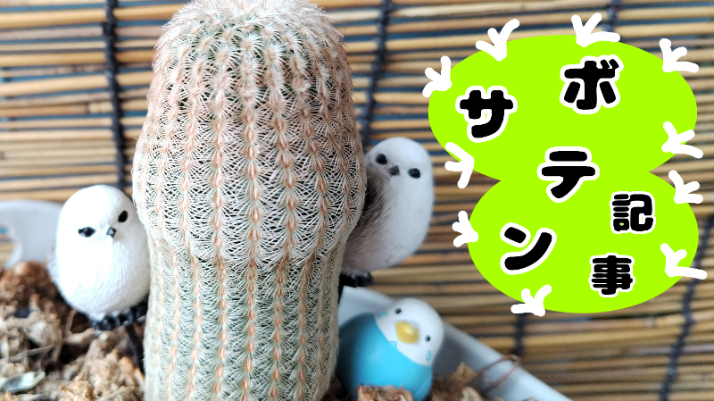アイキャッチ（サボテン）