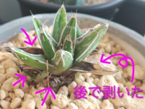 アガベを始めました 5