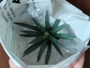アガベを始めました 7