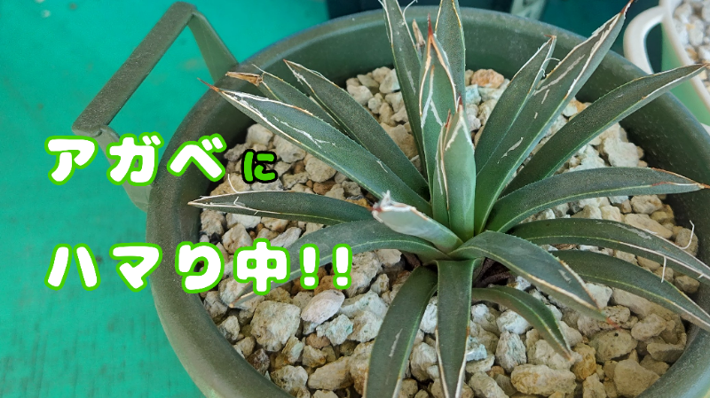 アイキャッチ（アガベ）