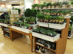 ダイソーアルカキット錦糸町の植物売り場