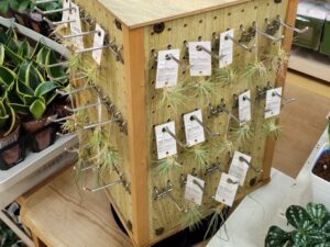 ダイソーアルカキット錦糸町のエアプランツ