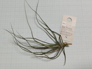 ダイソーのエアプランツ（チランジア）6