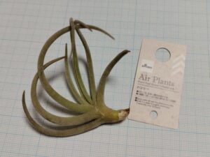 ダイソーのエアプランツ（ハリシー）1