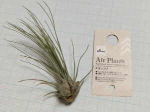 ダイソーのエアプランツ（チランジア）4