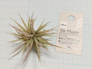 ダイソーのエアプランツ（チランジア）3