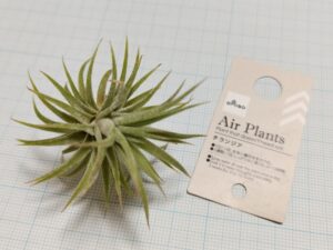 ダイソーのエアプランツ（チランジア）2