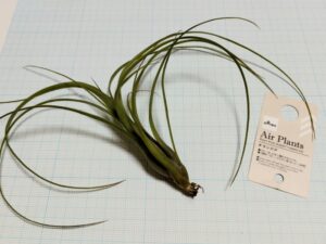ダイソーのエアプランツ（チランジア）11