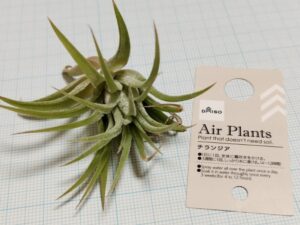 ダイソーのエアプランツ（チランジア）8