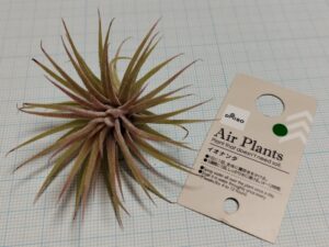 ダイソーのエアプランツ（イオナンタ）1