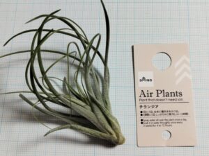 ダイソーのエアプランツ（チランジア）7