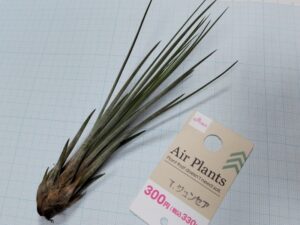 ダイソーのエアプランツ（300円のジュンセア）