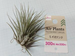 ダイソーのエアプランツ（300円のイオナンタ）2