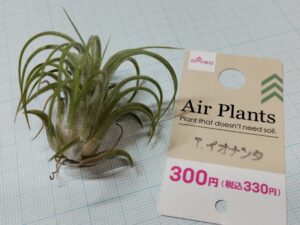 ダイソーのエアプランツ（300円のイオナンタ）1
