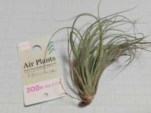 ダイソーのエアプランツ（300円のコットンキャンディ ）