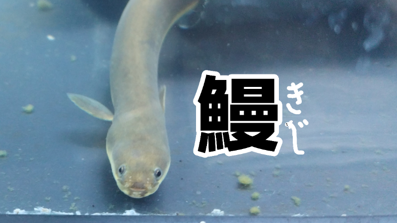 アイキャッチ（ウナギ／鰻）