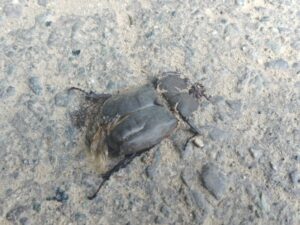 ヒメオオ採集49：車に轢かれたカブトムシ