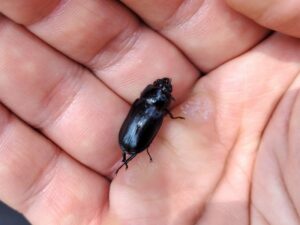 ヒメオオ採集49：オニクワガタのメスの死骸