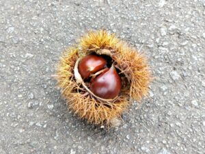 ヒメオオ採集50：栗